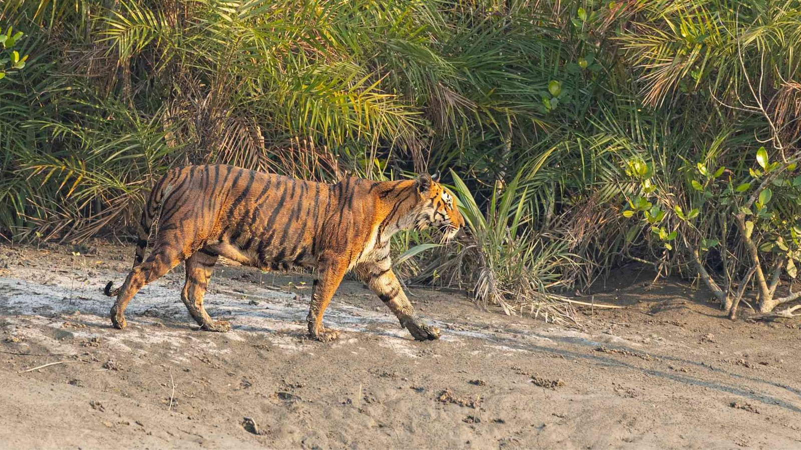 sundarban tour package sundarban royal bengal tiger