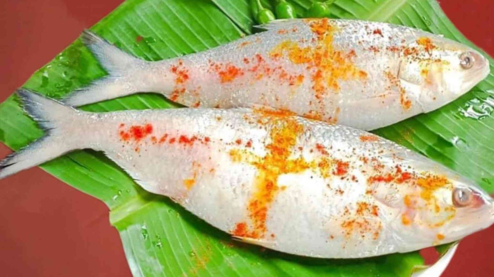 hilsa fish in sundarban hilsa festival with sundarban laskar travels in banana leaf with greenchili